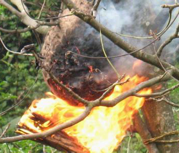 成都内江一老人烧马蜂窝被蛰身亡