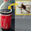 惊！情侣喝可口可乐竟现5厘米巨大蜘蛛