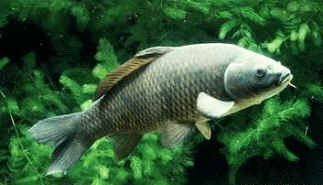 深圳鱼市多种常见鱼被喂食致癌物“孔雀石绿”