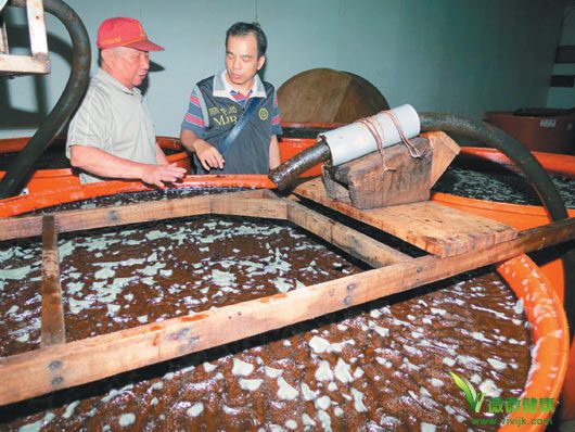 黑心酱油病死猪 或致癌症不孕