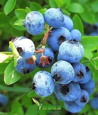 蓝莓抗氧化 9种食物越吃越年轻 