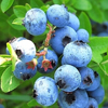 蓝莓抗氧化 9种食物越吃越年轻