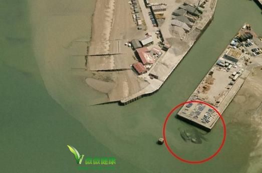 15米巨型螃蟹现英国码头 怎么吃螃蟹成话题引关注