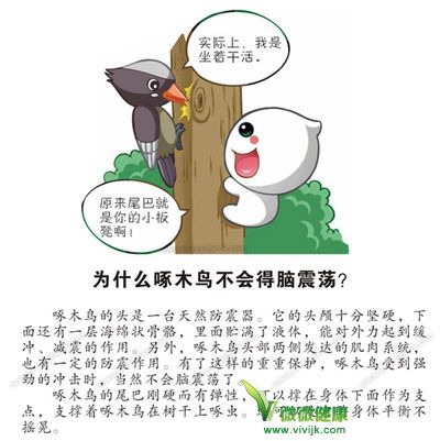 啄木鸟高速啄食树木为什么不得脑震荡