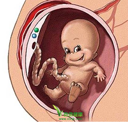 胎盘在胎儿发育起到什么作用