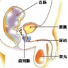 前列腺检查的几种检查方法