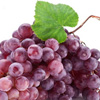 秋季营养水果葡萄排第一