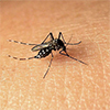 广州登革热病例超6000人 如何练就防蚊体质