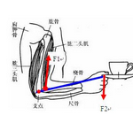 哑铃锤式弯举训练肱二头肌的动作要领+注意事项