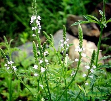 常见排毒花果茶 益肾润肠巧瘦身