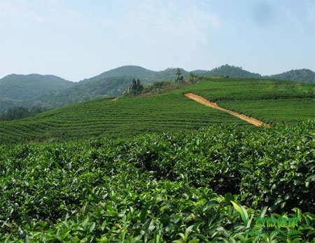 五款能够帮助腹部减肥的茶